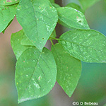 Chokecherry leaf