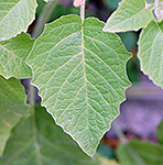 clammy Ground Cherry leaf