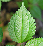 Clearweed leaf