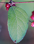Coralberry leaf