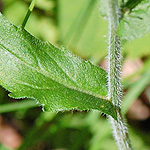 Common Fleabane leaf