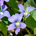 Common Blue violet