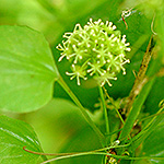 Common Carrion Flower