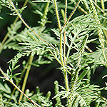 ragweed plant