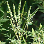 common ragweed