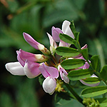 Crown Vetch