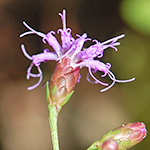 Ontario Blazing Star