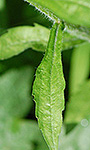 Daisy fleabane leaf
