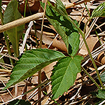Dewberry leaf