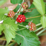 Dewberry fruit
