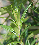 Downy Phlox leaf
