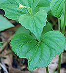 Downy Yellow Violet leaf