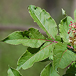 Elderberry leaf