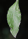 elm-leaved goldenrod leaf