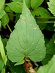 European Bellflower leaf