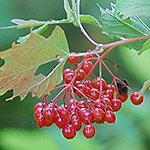 European Cranberry fruit