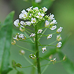 Field Pennycress