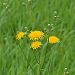 Field Sow Thistle