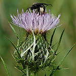Filed Thistle