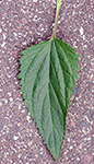 Lanceleaf Figwort leaf