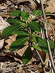 Flame Azalea leaf
