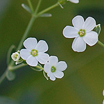 Flowering Spurge