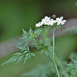 Fool's Parsley