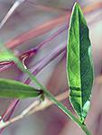 Gaura leaf