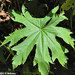 Glade Mallow leaf