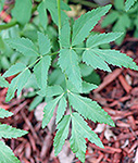Golden alexanders leaf