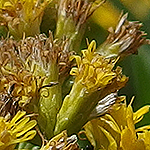 Grass leaf goldenrod phyllaries