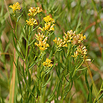 Grass leaf goldenrod plant