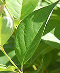 Gray dogwood leaf