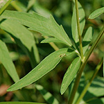 Gray headed Coneflower leaf
