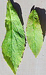 Great Blue Lobelia leaf