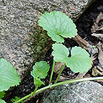 Ground Ivy leaf