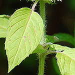 Hairy Wood Mint leaf