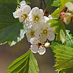 Hawthorn