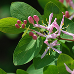 honeysuckle