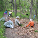 Garlic Mustard Removal
