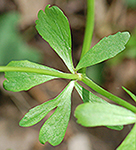 Kidneyleaf buttercup stem leaf