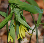 Large Flowered Bellwort
