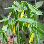 Large-flowered Bellwort