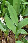 Lily of the Valley plant