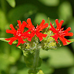 Maltese cross
