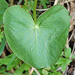 Marsh Marigold leaf