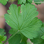 Missouri Gooseberry leaf