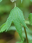 Motherwort leaf