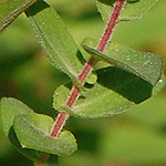 New England aster leaf