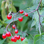 Climbing Nightshade berry